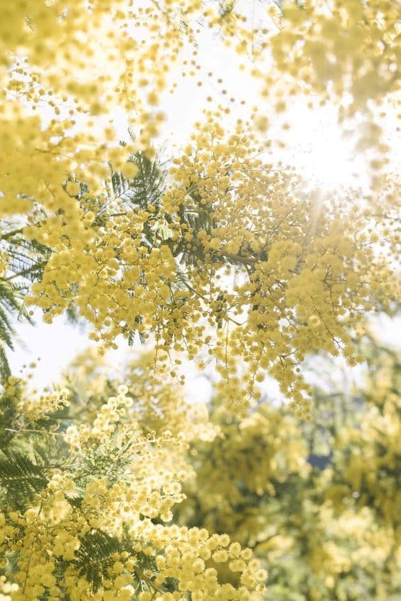GIALLO MIMOSA