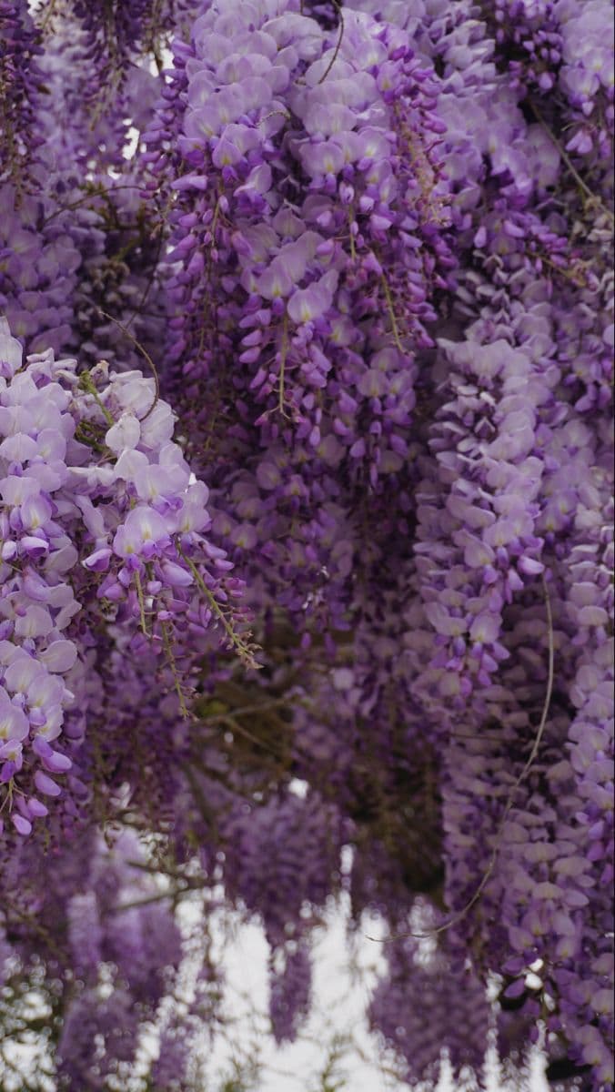VIOLA GLICINE